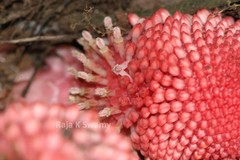 Balanophora fungosa subsp. indica